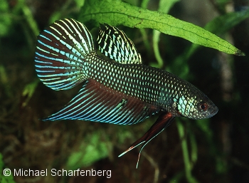 Betta smaragdina Männchen